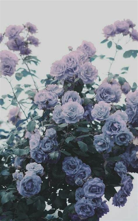 Lavender Aesthetic Wallpapers - Top Free Lavender Aesthetic Backgrounds ...