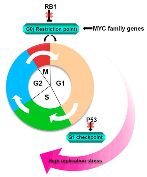 Cancers Free Full Text Targeting Dna Replication Stress And Dna Double Strand Break Repair