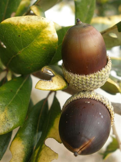 MARIETTE'S BACK TO BASICS: {Our Golden Live Oak has LOTS of Acorns!}