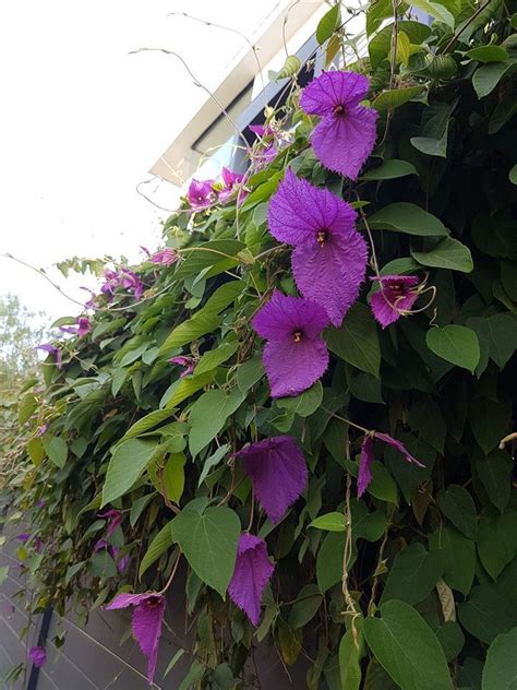 Plantfiles Pictures Dalechampia Species Bow Tie Vine Costa Rican