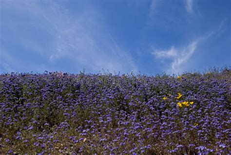 Purple Wildflower Fields Stock Photo Image Of Flower 13867938