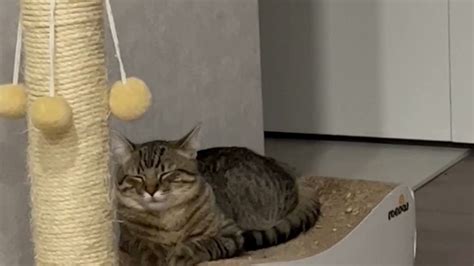 Sweet Bb S Sex Videos Recorded Cam Shows Stripchat