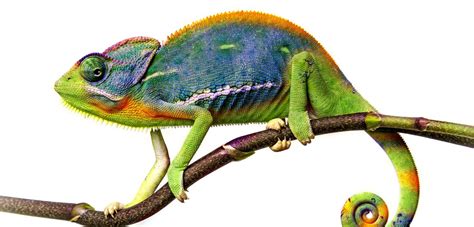 The meaning and symbolism of the word - «Chameleon»