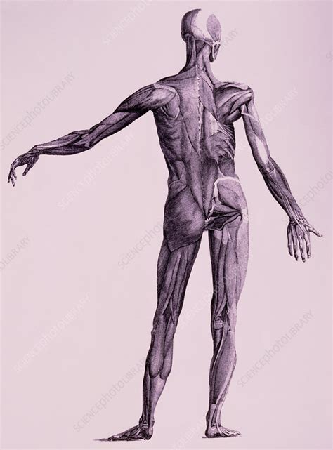 human muscle groups  diagram quizlet