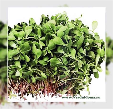 Портулак Огородный Фото Рецепты Приготовления Блюд – Telegraph