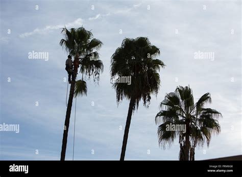 Palm Trees Being Trimmed In Southern California Stock Photo Alamy