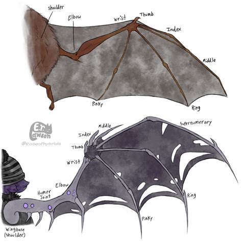 Bat Wing Anatomy