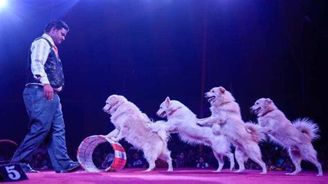 Use Of All Animals In Circuses May Soon Be Banned In India