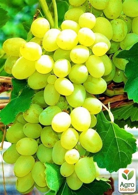 Виноград "Супер екстра" (дуже ранній термін дозрівання) купити поштою в ...