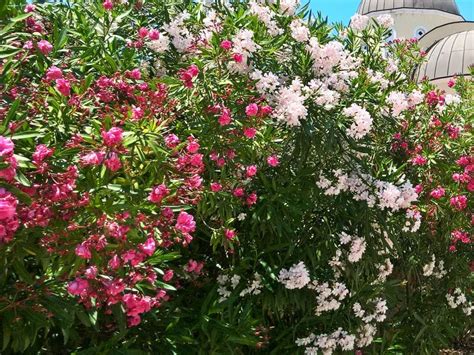 Греческий олеандр - описание | ГРЕЦИЯ - ΕΛΛΆΔΑ