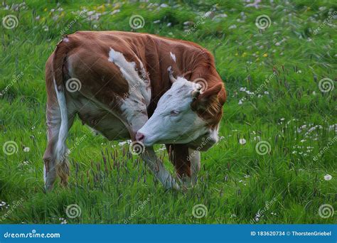 A Beautiful Cow Grazing in the Pasture Stock Illustration - Illustration of face, artwork: 183620734