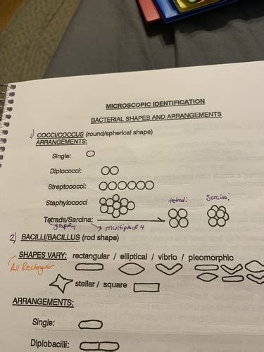 Chapter Bacteria And Archaea Flashcards Quizlet