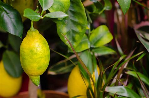 Lemon Tree With Yellow Leaves Top Tips And Facts