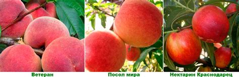 Персик Посол Мира Описание Сорта Фото – Telegraph