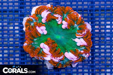 Rock Flower Anemone ULTRA | Corals.com