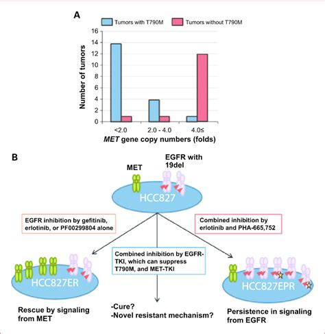 Reciprocal Relationship Between Met Amplification And T790m Mutation Download Scientific