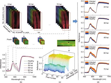 Fingerprint Spectral Signatures Revealing The Spatiotemporal Dynamics