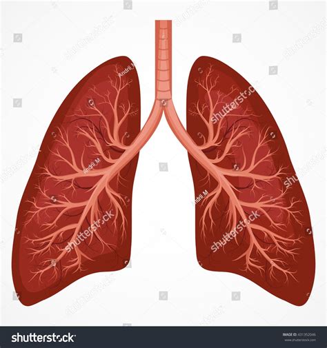 Human Lung Anatomy Diagram Illness Respiratory Stock Illustration