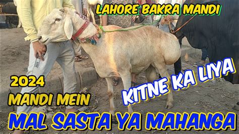 Kitne Ka Liya Qurbani Ka Janwar Bakra Eid 2024 Kitne Ka Hona Chahie