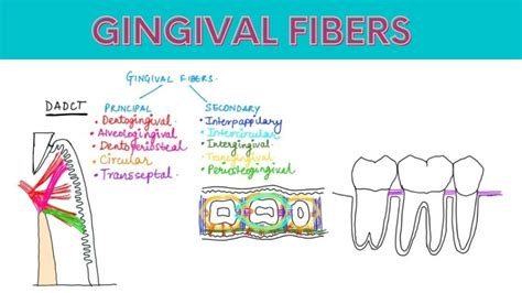 Gingival Fibers Periodontologygingiva Youtube