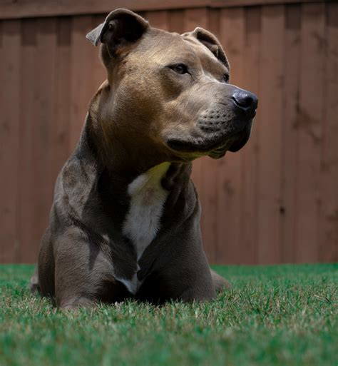 A Comprehensive Guide to Different Pitbull Types: Unveiling the Varieties