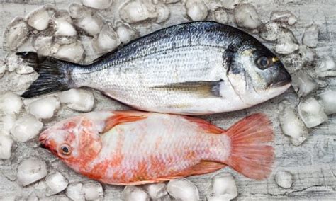 Pescado Azul Y Pescado Blanco Conoce Sus Diferencias