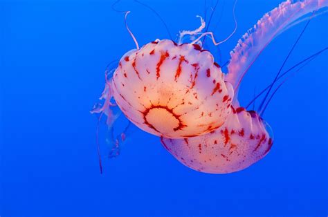 Banco De Imagens Flor P Tala Embaixo Da Agua Cor Medusa Azul