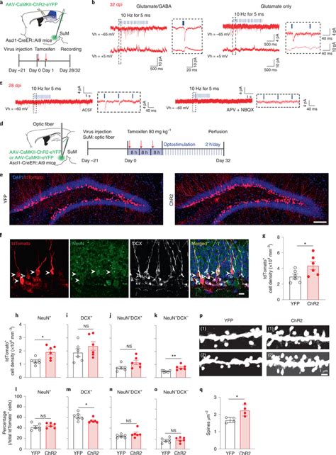 Sum Neurons Promote Maturation And Dendritic Spine Development Of