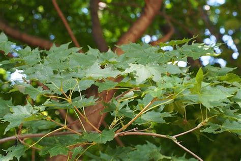Acer pictum subsp. mono (Bat Winged Maple, Painted Maple) | North ...