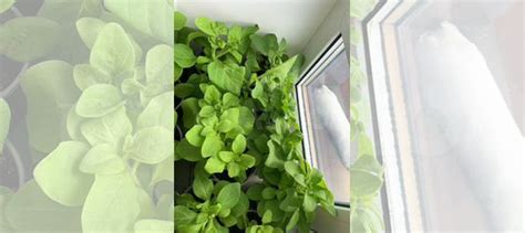 Рассада петунии купить в Красноярске | Товары для дома и дачи | Авито