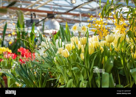 Many flowers in a greenhouse. Production and cultivation flowers Stock Photo - Alamy