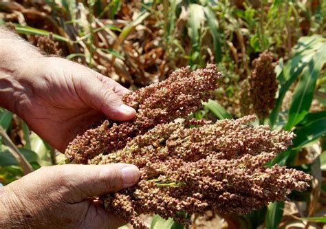 Сорго (104 фото) » НА ДАЧЕ ФОТО