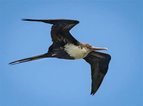 Great Frigatebird Owen Deutsch Photography