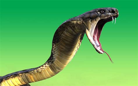 king cobra  elephant   venomous snake    massive