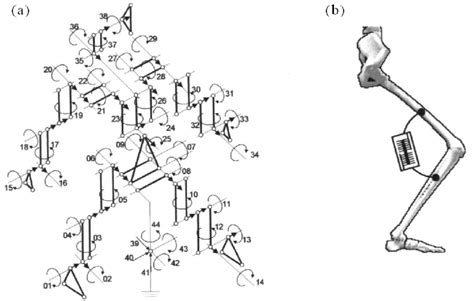 A Degrees Of Freedom Of The Biomechanical Model B The Joint