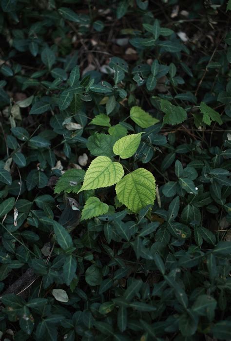 green growth      green growth stock