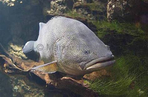 Giant Murray Cod Maccullochella Peelii Percichthyidae Marinethemes