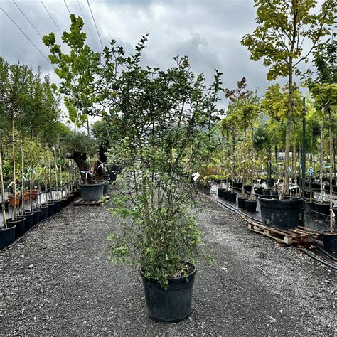 Citrónovníkovec trojlistý | 180-220 cm | najpalmy.sk