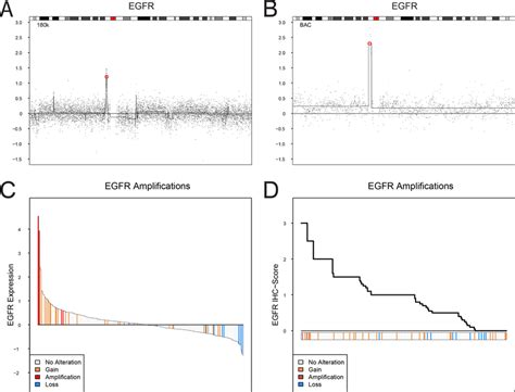 Egfr Copy Number Alterations Mrna Expression And Protein Expression