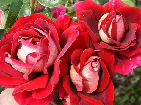 Роза чайно-гибридная Кроненбург (Kronenbourg) (Kronenbourg) - описание ...