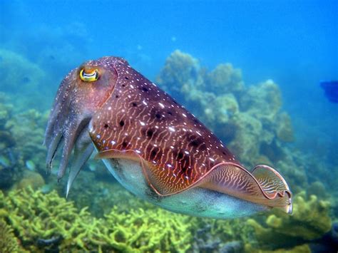 Premium Photo Close Up Of Cuttlefish Swimming In Sea