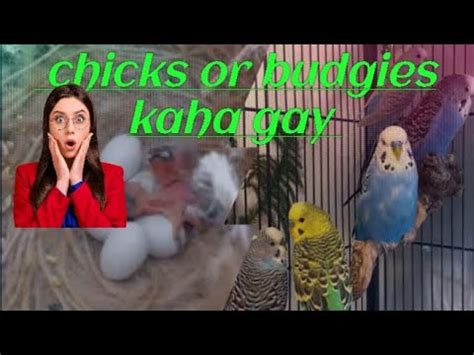 Budgies Kaha Gay Finch Chicks Bhi Nhi Birds Breeding Progress