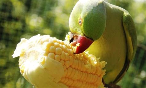 Cuidados Y Alimentaci N Para Tu Loro Buenasmascotas Net