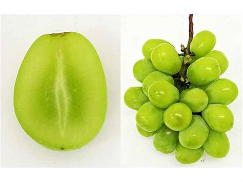 Шайн мускат - сорт винограда