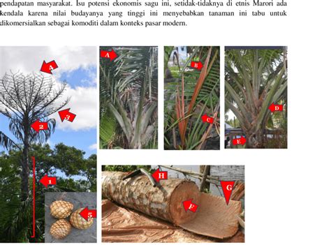 7 Bagian Bagian Tanaman Pohon Kelapa Dan Fungsinya Artaddict525