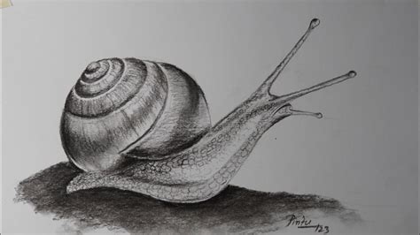 How To Draw A Snail Step By Step Youtube