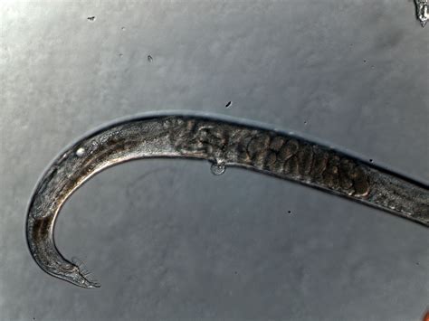Tinkering With Worm Sex To Shed Light On Evolution Ecotone News And Views On Ecological Science