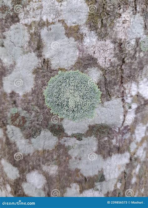Fungus that Grows on the Bark of Trees in the Tropics Stock Image