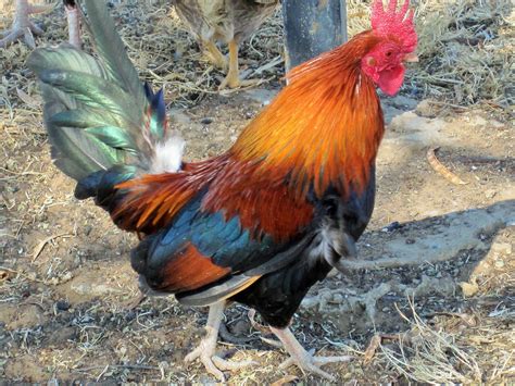 colourful rooster  stock photo public domain pictures