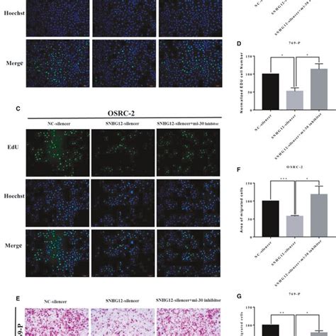 SNHG12 Promotes Proliferation And Migration Of CcRCC Cells Through